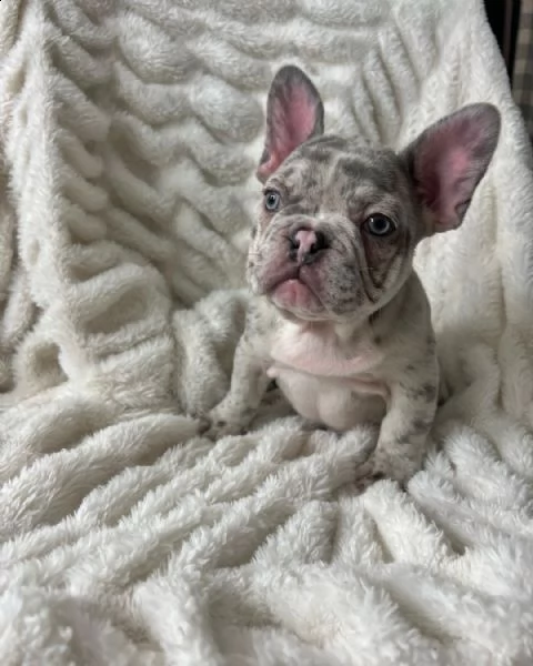 bulldog francese | Foto 3