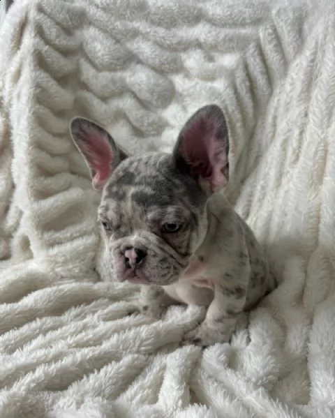 bulldog francese | Foto 2