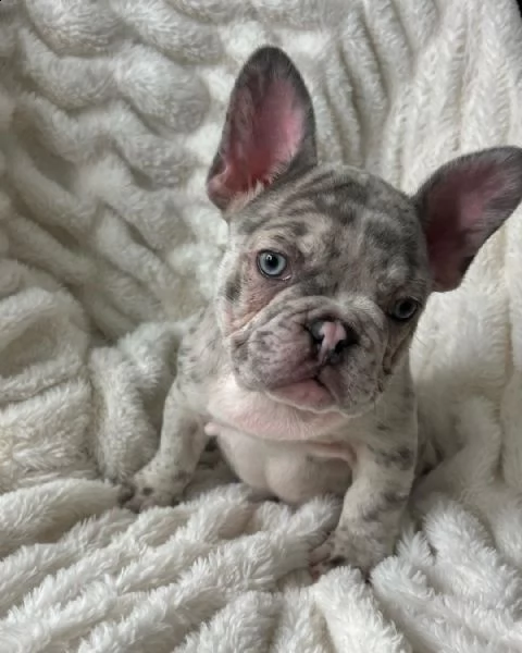 bulldog francese | Foto 0