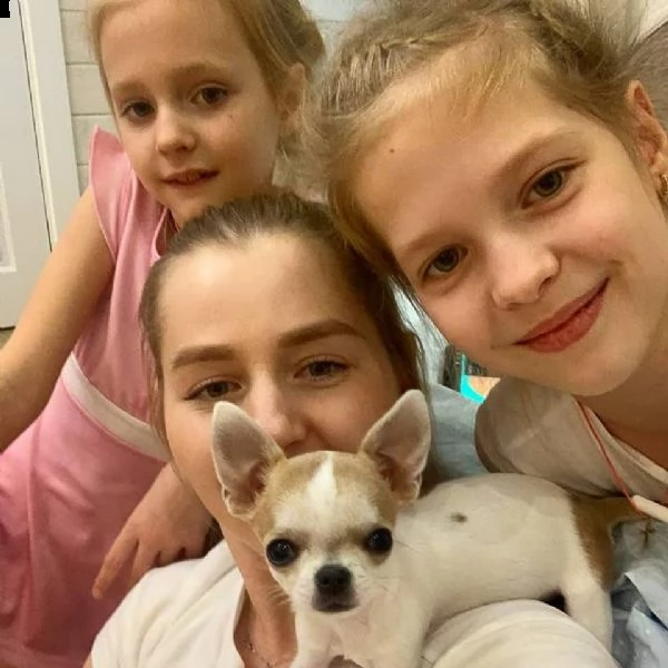 magnifici cuccioli di chihuahua per il reinserimento chihuahua inglese maschio e femmina extra affas