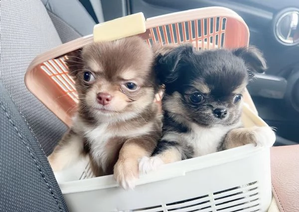 cuccioli di chihuahua maschi e femmine disponibili per una casa premurosa e amorevole.   sono molto 