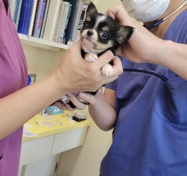 chihuahua cuccioli di malamute adozione gratuita un maschio e una femmina ho un maschio e una femmin