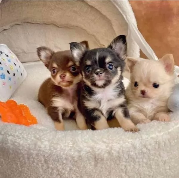 giocoso teacup chihuahua  cuccioli per adozione urgente maschio e femmina (omaggio) ho due cuccioli  | Foto 1