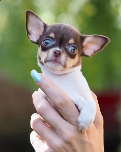 giocoso teacup chihuahua  cuccioli per adozione urgente maschio e femmina (omaggio) ho due cuccioli  | Foto 0