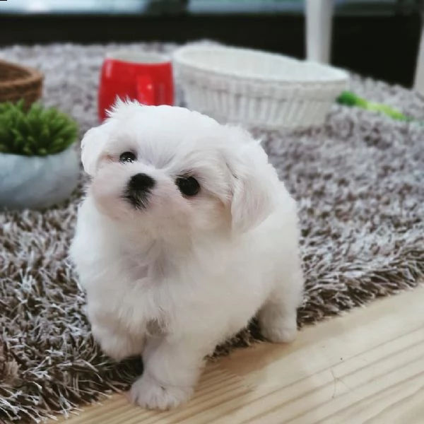cuccioli di maltese taglia piccola