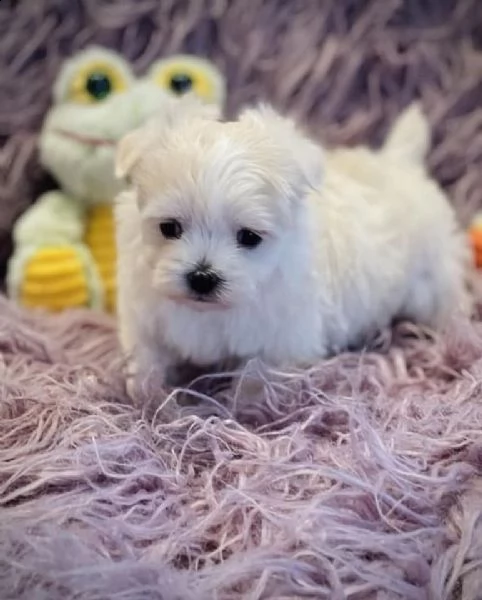 maltesi cuccioli tutti bianchi
