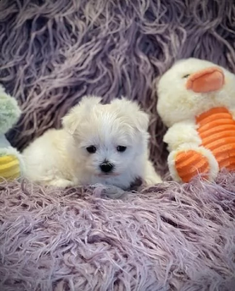 cuccioli di maltese toy