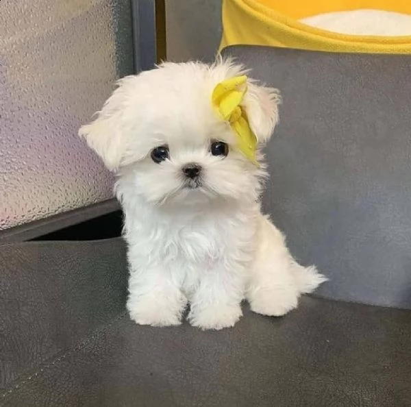 cuccioli maltesi maschio e femmina | Foto 0