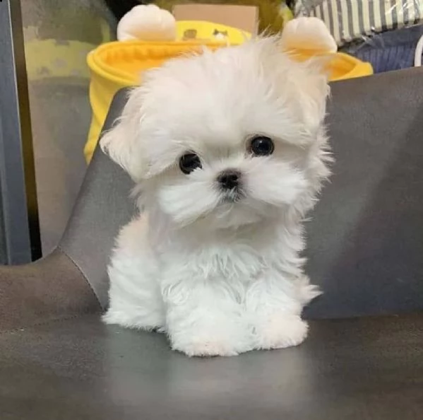 cuccioli maltesi maschio e femmina