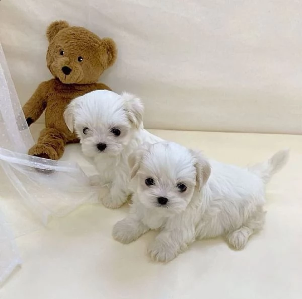 maltesi mini toy