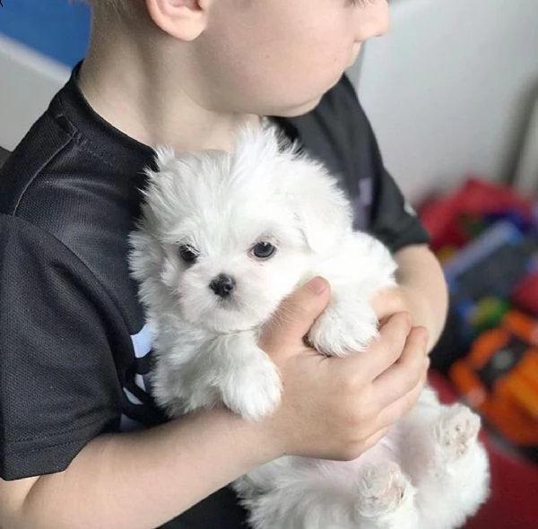 maltese toy cuccioli