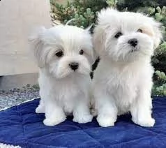 disponibili 2 cuccioli di maltese toy 