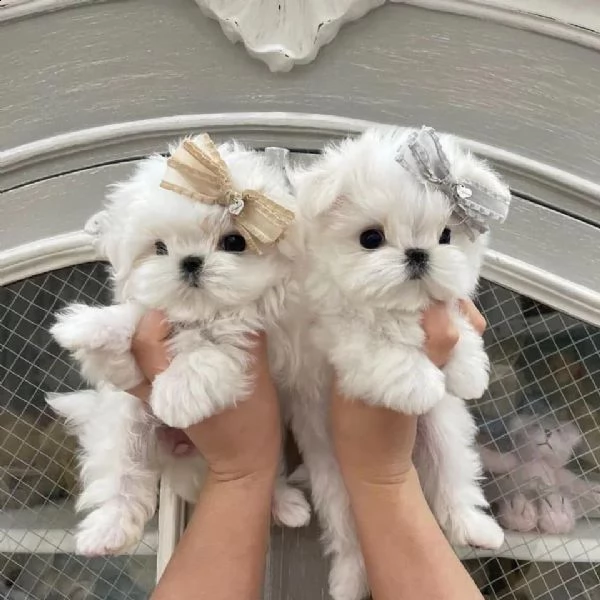 cuccioli maltese piccola taglia