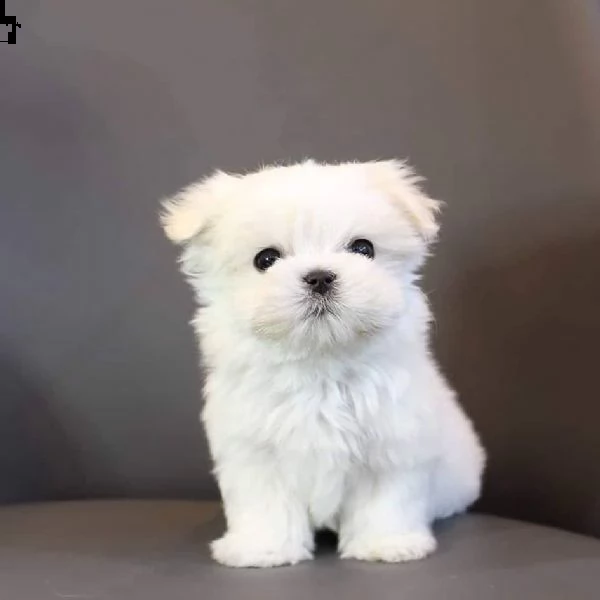 cuccioli di maltese toy!!! | Foto 0