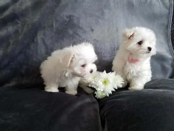 vendo tazza da tè cuccioli maltesi
