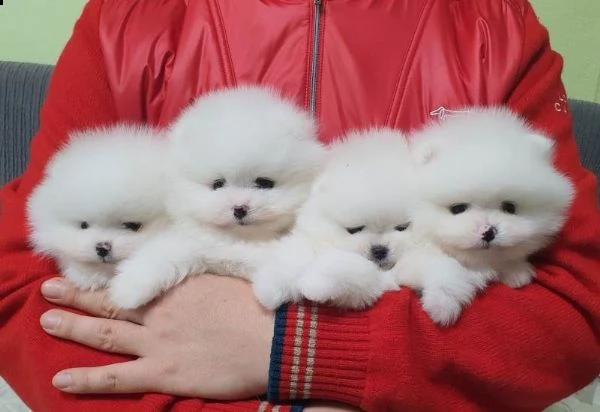 cuccioli di pomerania