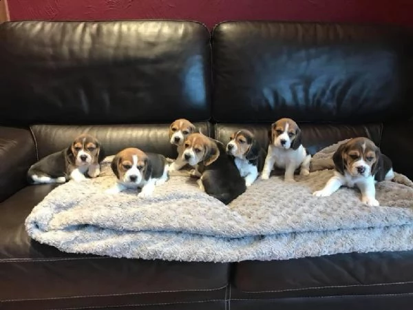 adotta un cucciolo di beagle whatsapp (0039 353 317 4023 ) | Foto 2