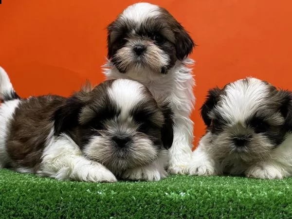 adotta un cucciolo shih tzu   whatsapp ( 0039 353 317 4023 ) | Foto 1