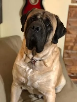cuccioli mastiff 