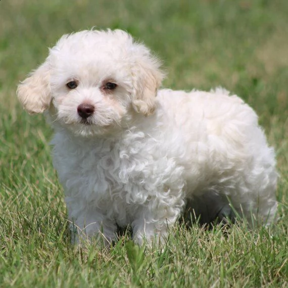regalo abbiamo cuccioli di barboncino sono barboncino di dimensioni standard . sono registrati akc. 