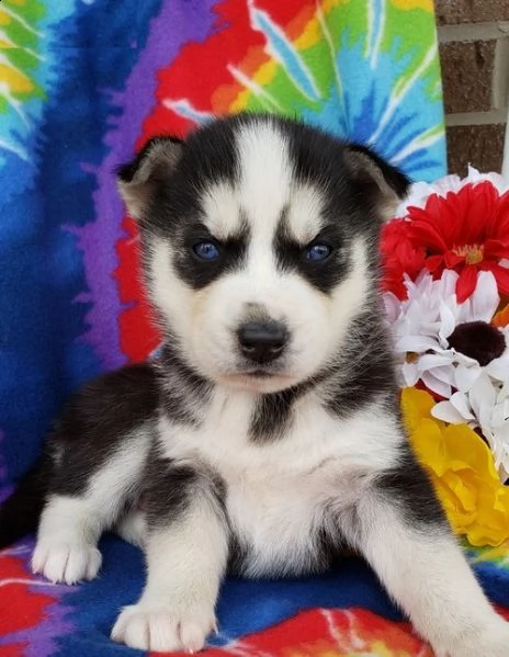 disponibili cuccioli di husky di inestimabile valore