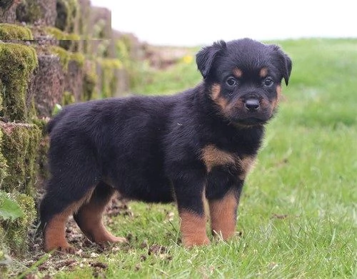  disponibili cuccioli di rottweiler di inestimabile valore