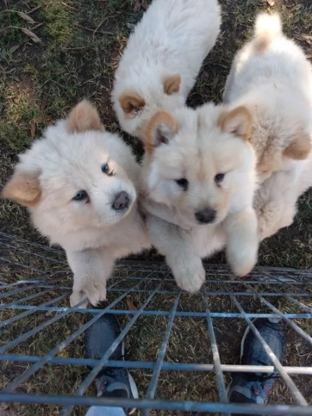 disponibili cuccioli di chow chow di inestimabile valore