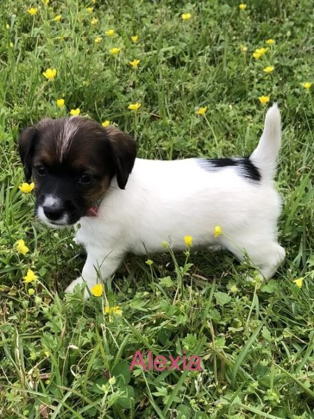 disponibili cuccioli di jack russell di inestimabile valore