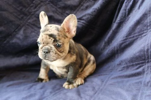 disponibili cuccioli di bulldog frances di inestimabile valore