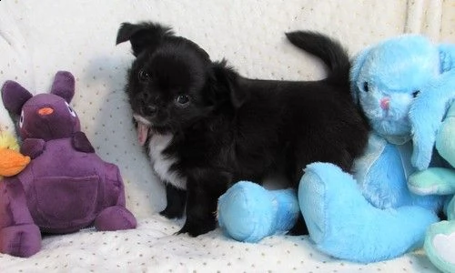 disponibili cuccioli di chihuahua di inestimabile valore