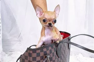 tazza da tè chihuahua