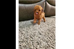 barboncino toy super carino | Foto 0