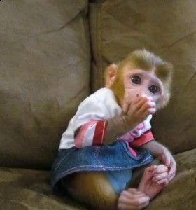 splendida scimmie cappuccino neonati per l’adozione. | Foto 0