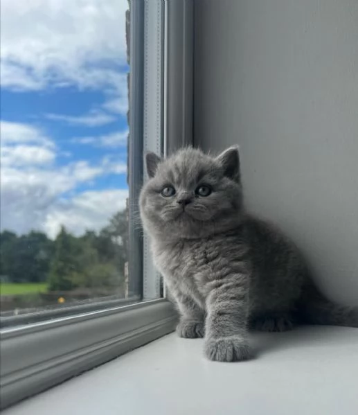   Graziosi gattini British Blue Shorthair | Foto 6
