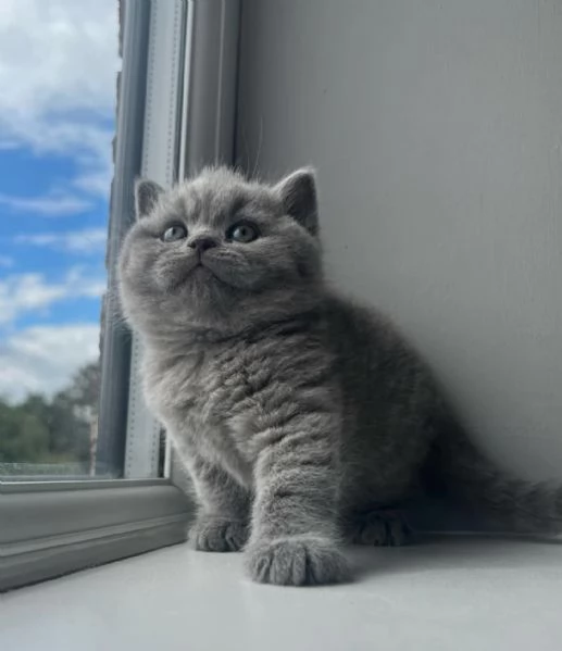   Graziosi gattini British Blue Shorthair | Foto 4