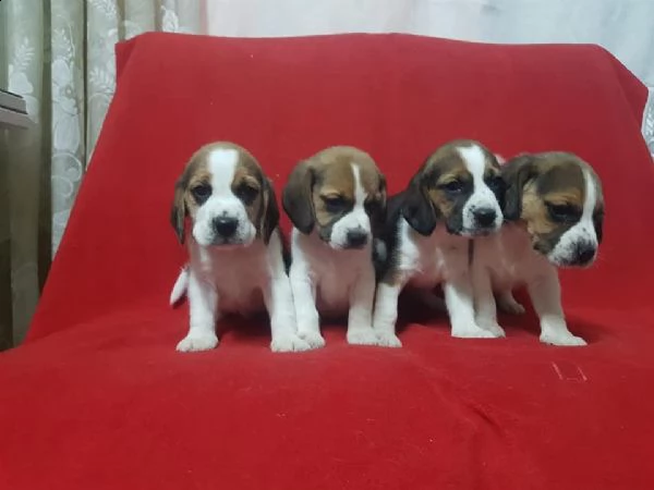 regalo cuccioli beagle whatsapp (0039 353 317 4023 ) | Foto 0