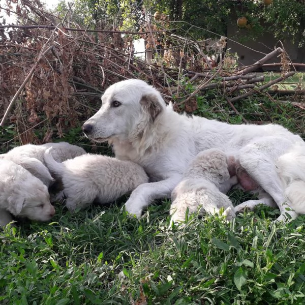 disponibili cuccioli di pastore maremmano abruzzese  | Foto 2