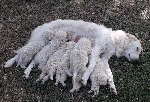 disponibili cuccioli di pastore maremmano abruzzese 