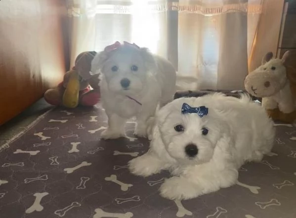 cuccioli di maltese
