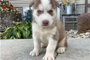 cucciolo di husky siberiano | Foto 0