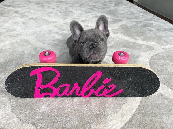 cucciolo di bulldog francese