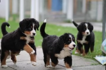 3 disponibili bellissimi cuccioli di bovaro del bernese