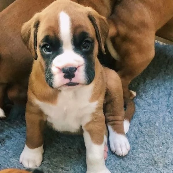cuccioli di boxer 
