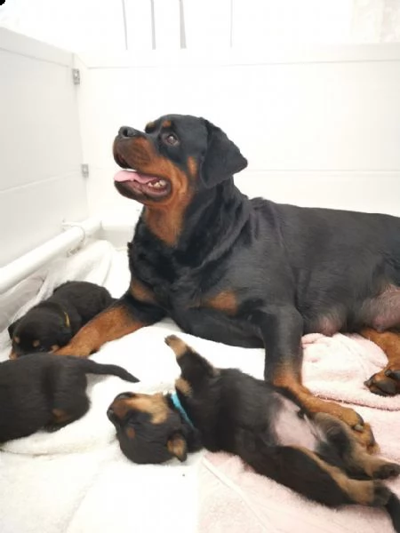 cuccioli di rottweiler 