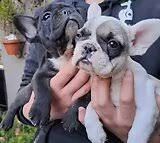 cuccioli di bulldog francesi 