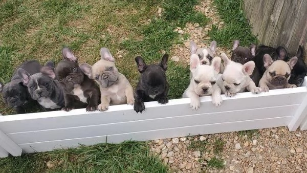 cuccioli di bulldog francesi  | Foto 0
