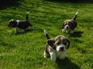 cucciola di beagle