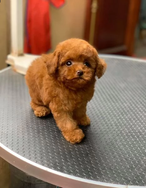cuccioli di barboncino toy