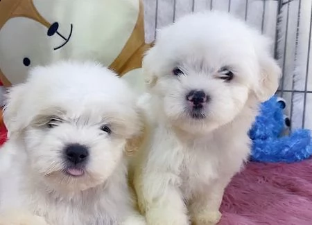 maltese toy cuccioli!!!