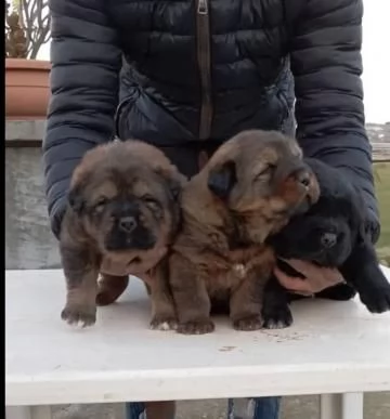 vendesi cuccioli di tibetan mastiff